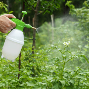 Vegyszerek / adalékok